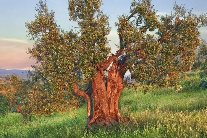 Framed Print : Olive - Italy, Tuscany, Siena, Val d Orcia, Pienza Framed Print : Olive - Italy, Tuscany, Siena, Val d Orcia, Pienza