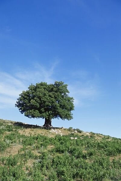 Olive tree, Crete, Greece