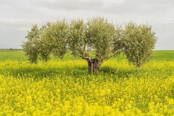 Olive tree in Athienou, Nicosia District, Cyprus