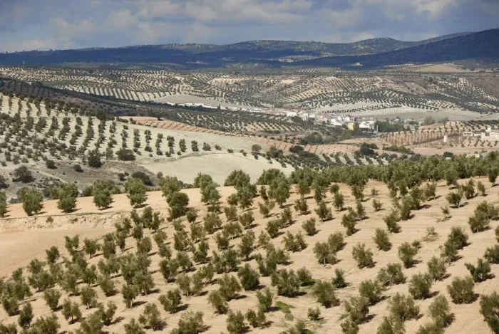 Framed Print : Olive tree fields near Jaen. Andalucia, Spain Framed Print : Olive tree fields near Jaen. Andalucia, Spain
