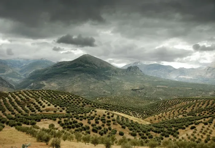 Framed Print : Olive tree fields in Sierra Magina. Jaen, Andalucia, Spain Framed Print : Olive tree fields in Sierra Magina. Jaen, Andalucia, Spain