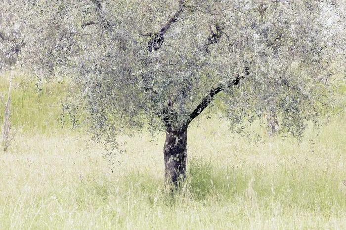 Framed Print : Olive tree, Montisi, Montalcino, Province of Siena, Tuscany, Italy Framed Print : Olive tree, Montisi, Montalcino, Province of Siena, Tuscany, Italy