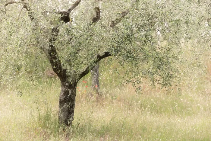 Framed Print : Olive tree, Montisi, Montalcino, Province of Siena, Tuscany, Italy Framed Print : Olive tree, Montisi, Montalcino, Province of Siena, Tuscany, Italy