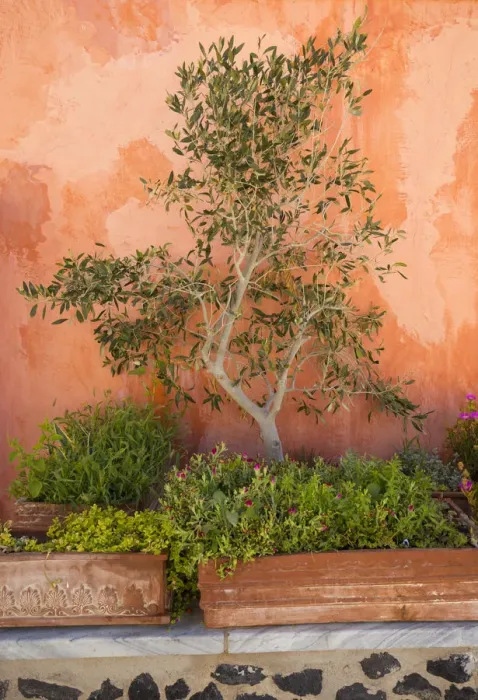 Framed Print : Olive tree against an ochre wall, Oia, Santorini (Thira), Cyclades Islands, Greece Framed Print : Olive tree against an ochre wall, Oia, Santorini (Thira), Cyclades Islands, Greece