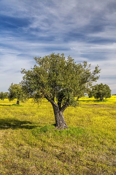 Olive trees, Alentejo, Portugal