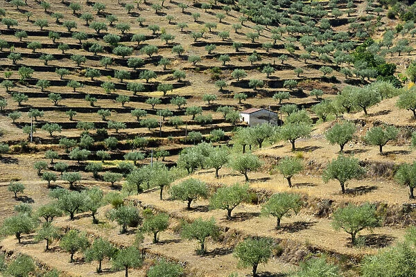 Olive trees and Almond Trees. Barca d Alva. Alto Douro, Portugal