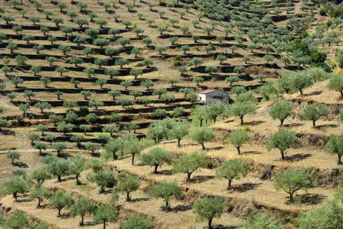 Framed Print : Olive trees and Almond Trees. Barca d Alva. Alto Douro, Portugal Framed Print : Olive trees and Almond Trees. Barca d Alva. Alto Douro, Portugal