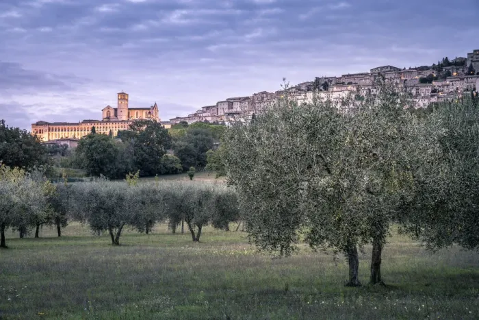 Framed Print : Olive trees and Basilica di San Francesco at dusk, Assisi, Umbria, Italy Framed Print : Olive trees and Basilica di San Francesco at dusk, Assisi, Umbria, Italy