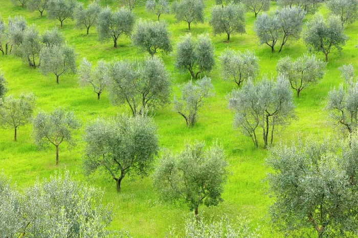 Framed Print : Olive trees in green grass field, near Montalcino, Tuscany, Italy