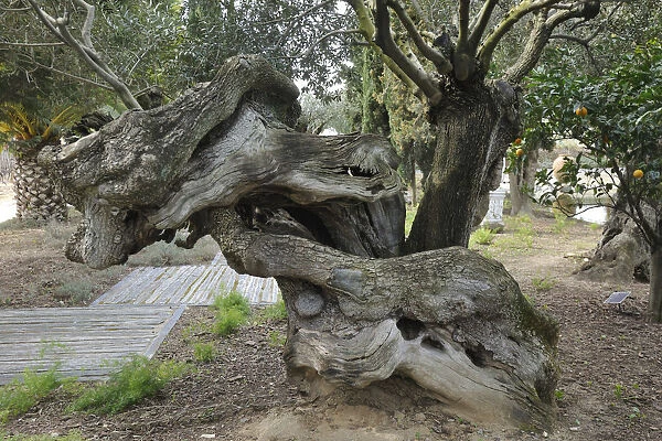 Olive trees that were planted by the romans, 2300 years ago, belonging to Bacalhoa Wines