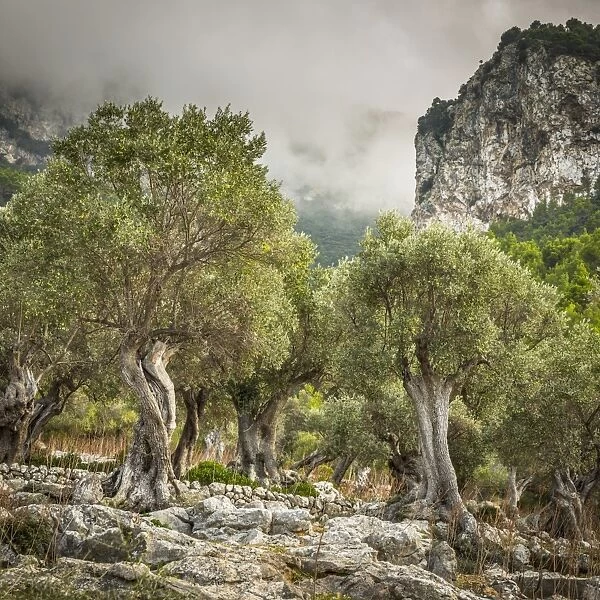 Olive trees, Serra de Tramuntana, Mallorca (Majorca), Balearic Islands, Spain