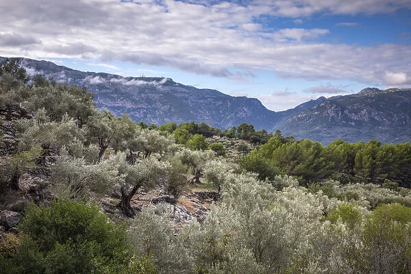 Olive trees, Serra de Tramuntana, Mallorca (Majorca), Balearic Islands, Spain