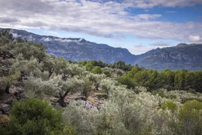 Framed Print : Olive trees, Serra de Tramuntana, Mallorca (Majorca), Balearic Islands, Spain Framed Print : Olive trees, Serra de Tramuntana, Mallorca (Majorca), Balearic Islands, Spain