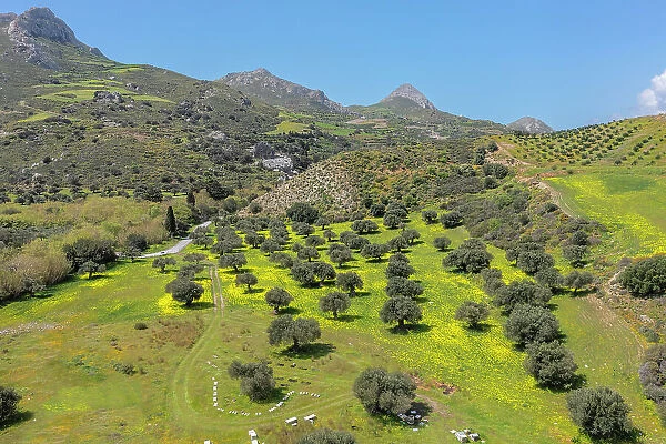 Olive trees in spring, Preveli, Rethymno, Crete, Greece
