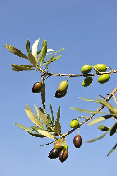 Olives, Alentejo, Portugal