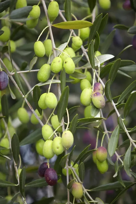 Framed Print : Detail of olives (Olea europaea) in an oliveyard in Maipu, Mendoza, Argentina. Mendoza's olive route is one of the most important production areas in the country Framed Print : Detail of olives (Olea europaea) in an oliveyard in Maipu, Mendoza, Argentina. Mendoza's olive route is one of the most important production areas in the country