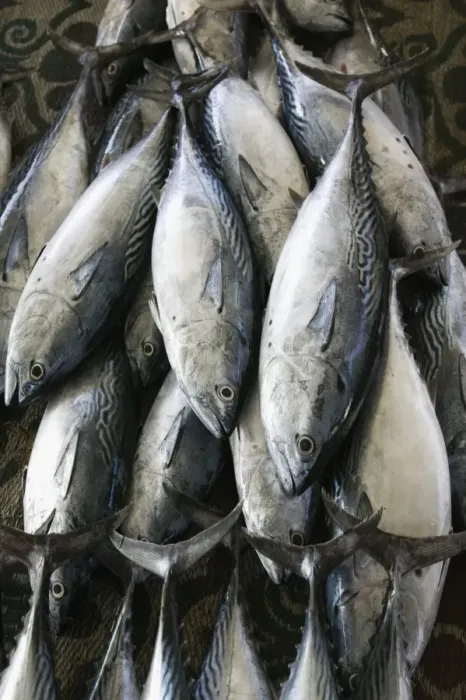 Framed Print : Oman, Muscat, Mutrah, Mutrah Fish Market- Fish from the Arabian Gulf
