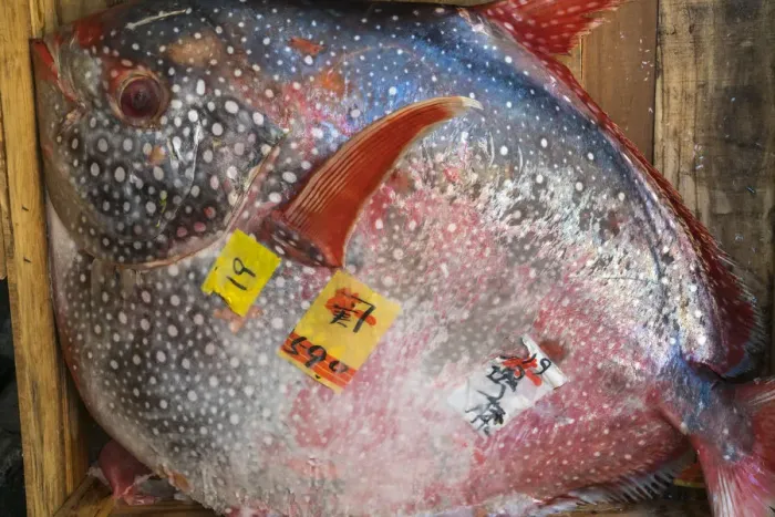 Framed Print : Opah fish, Tsukiji Central Fish Market, Tokyo, Japan Framed Print : Opah fish, Tsukiji Central Fish Market, Tokyo, Japan