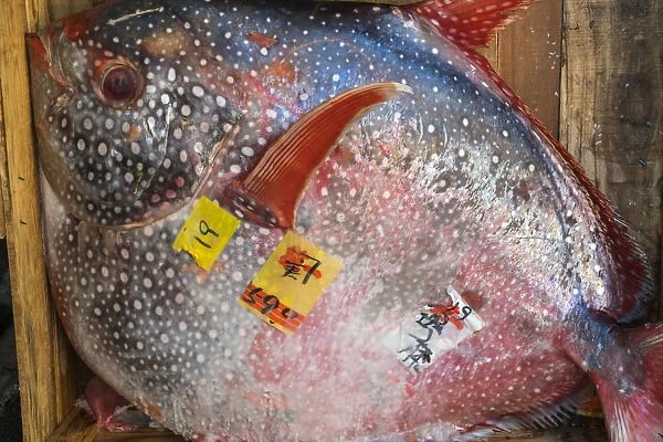Opah fish, Tsukiji Central Fish Market, Tokyo, Japan
