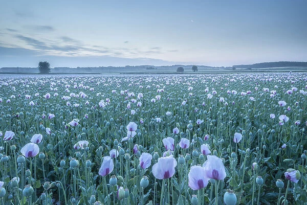 Opium poppyfield at dawn, Dorset, England