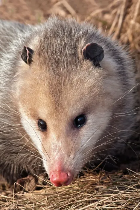 Framed Print : Opossum (Chironectes minimus), Thornton, Ontario, Canada Framed Print : Opossum (Chironectes minimus), Thornton, Ontario, Canada