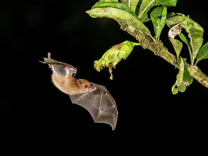 Framed Print : Orange Nectar Bat (Lonchophylla robusta), Boca Tapada, Costa Rica Framed Print : Orange Nectar Bat (Lonchophylla robusta), Boca Tapada, Costa Rica