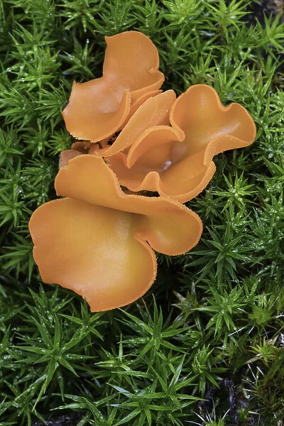 Orange Peel Fungus (Aleuria aurantia), New Forest National Park, Hampshire, England, UK