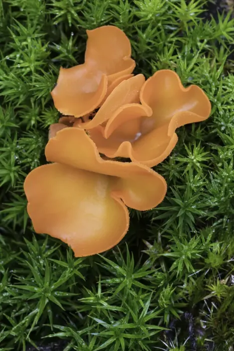 Framed Print : Orange Peel Fungus (Aleuria aurantia), New Forest National Park, Hampshire, England, UK Framed Print : Orange Peel Fungus (Aleuria aurantia), New Forest National Park, Hampshire, England, UK