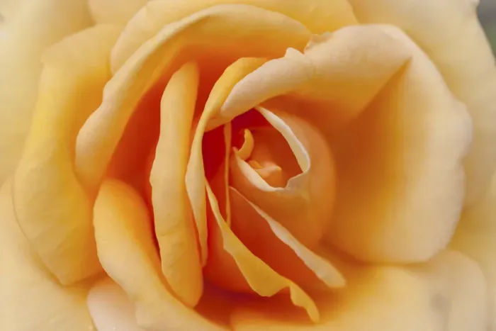 Framed Print : Orange rose in the park of Ooidonk Castle near Deinze, East Flanders, Belgium