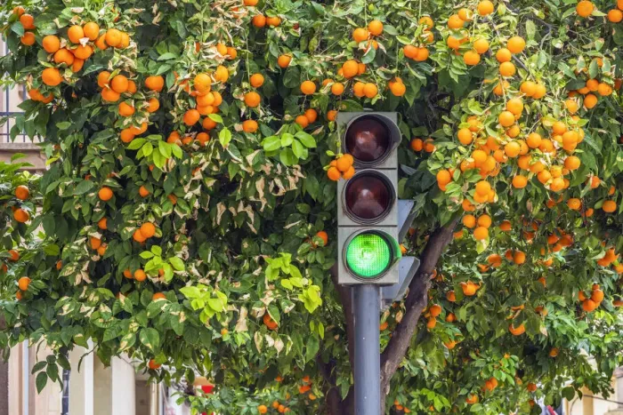 Framed Print : Orange tree in winter time in a street of Valencia, Valencian Community, Spain Framed Print : Orange tree in winter time in a street of Valencia, Valencian Community, Spain