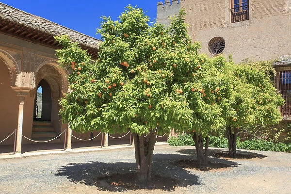 Orange trees, Alhambra, Granada, Andalusia, Spain