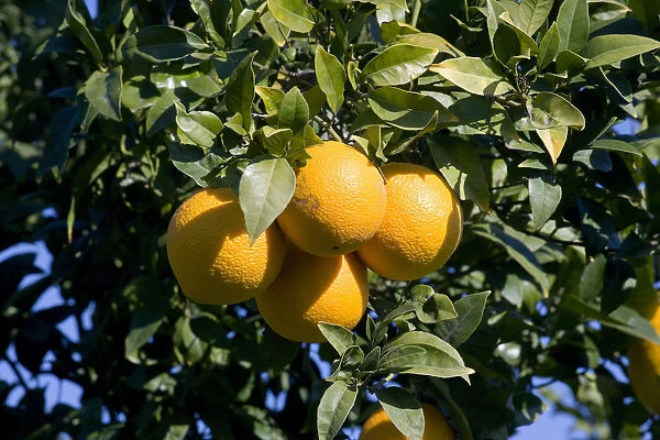 Oranges, Crete, Greece