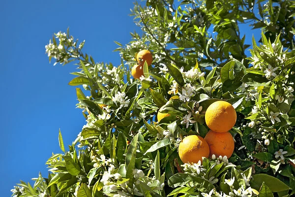 Oranges on a tree, Alentejo, Portugal