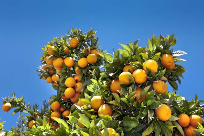 Framed Print : Oranges on a tree, Alentejo, Portugal Framed Print : Oranges on a tree, Alentejo, Portugal