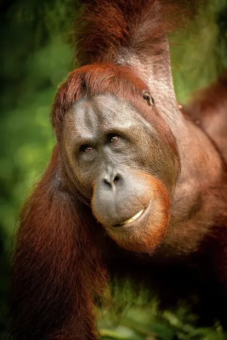 Framed Print : Orangutan at Semenggoh Wildlife Rehabilitation Center, Sarawak, Borneo, Malaysia, Asia Framed Print : Orangutan at Semenggoh Wildlife Rehabilitation Center, Sarawak, Borneo, Malaysia, Asia