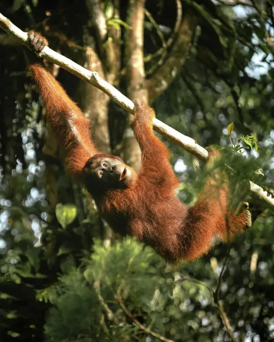Framed Print : Orangutan at Semenggoh Wildlife Rehabilitation Center, Sarawak, Borneo, Malaysia, Asia Framed Print : Orangutan at Semenggoh Wildlife Rehabilitation Center, Sarawak, Borneo, Malaysia, Asia