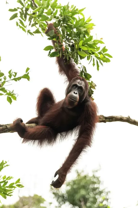 Framed Print : Orangutan at Semenggoh Wildlife Rehabilitation Center, Sarawak, Borneo, Malaysia, Asia Framed Print : Orangutan at Semenggoh Wildlife Rehabilitation Center, Sarawak, Borneo, Malaysia, Asia