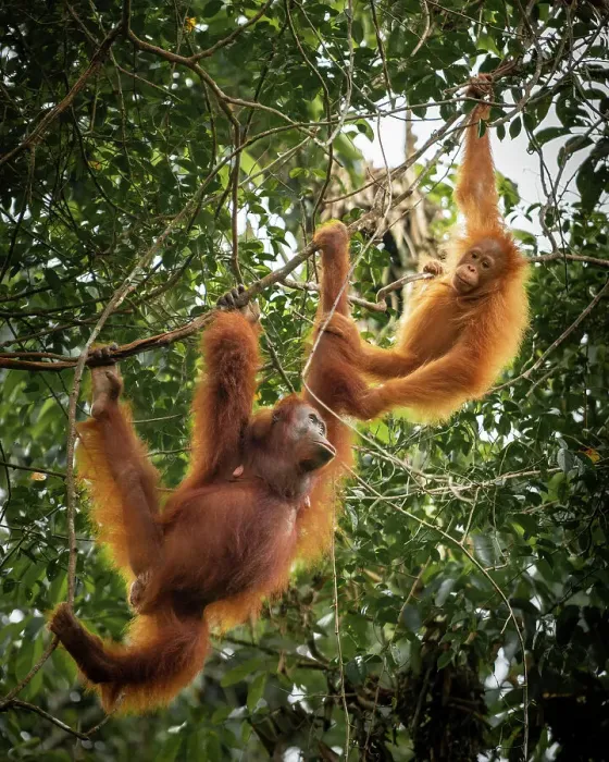 Framed Print : Orangutans at Semenggoh Wildlife Rehabilitation Center, Sarawak, Borneo, Malaysia, Asia Framed Print : Orangutans at Semenggoh Wildlife Rehabilitation Center, Sarawak, Borneo, Malaysia, Asia