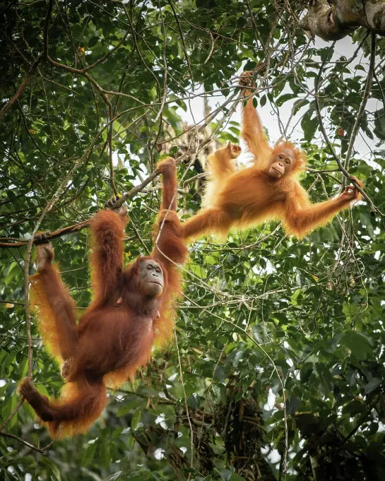 Framed Print : Orangutans at Semenggoh Wildlife Rehabilitation Center, Sarawak, Borneo, Malaysia, Asia Framed Print : Orangutans at Semenggoh Wildlife Rehabilitation Center, Sarawak, Borneo, Malaysia, Asia