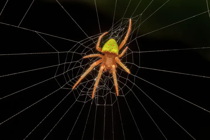 Framed Print : An Orb Weaver species from Costa Rica