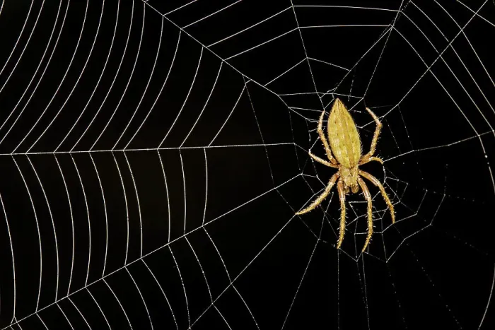 Framed Print : Orb Weaver Spider, Costa Rica Framed Print : Orb Weaver Spider, Costa Rica