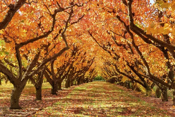 Framed Print : Orchard in Autumn, Cromwell, South Island, New Zealand Framed Print : Orchard in Autumn, Cromwell, South Island, New Zealand