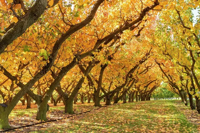 Framed Print : Orchard in Autumn, Cromwell, South Island, New Zealand Framed Print : Orchard in Autumn, Cromwell, South Island, New Zealand