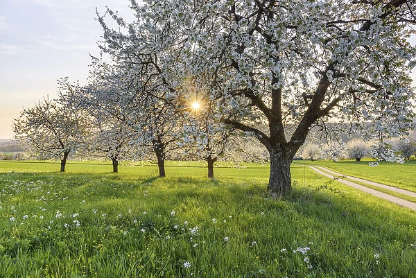 orchard with blossoming cherry trees (Prunus avium), Ehrenbuerg nature reserve