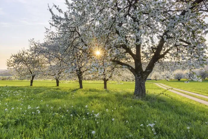 Framed Print : orchard with blossoming cherry trees (Prunus avium), Ehrenbuerg nature reserve Framed Print : orchard with blossoming cherry trees (Prunus avium), Ehrenbuerg nature reserve