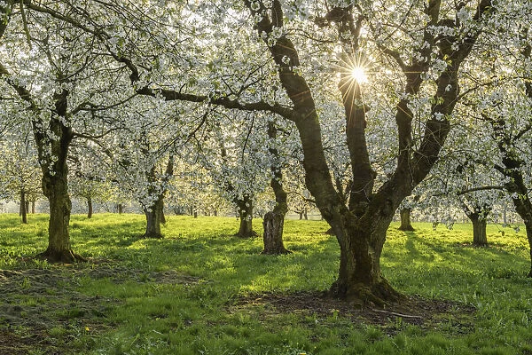 orchard with blossoming cherry trees (Prunus avium), Ehrenbuerg nature reserve