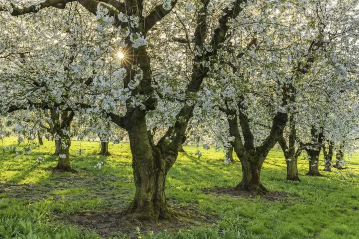 Framed Print : orchard with blossoming cherry trees (Prunus avium), Ehrenbuerg nature reserve Framed Print : orchard with blossoming cherry trees (Prunus avium), Ehrenbuerg nature reserve