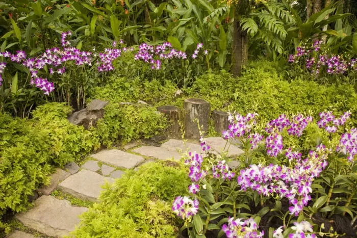 Framed Print : Orchid garden, Singapore Botanic Gardens, Singapore Framed Print : Orchid garden, Singapore Botanic Gardens, Singapore