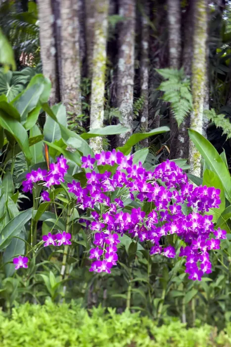 Framed Print : Orchids in Orchid Garden of Royal Botanical Gardens, Singapore Framed Print : Orchids in Orchid Garden of Royal Botanical Gardens, Singapore