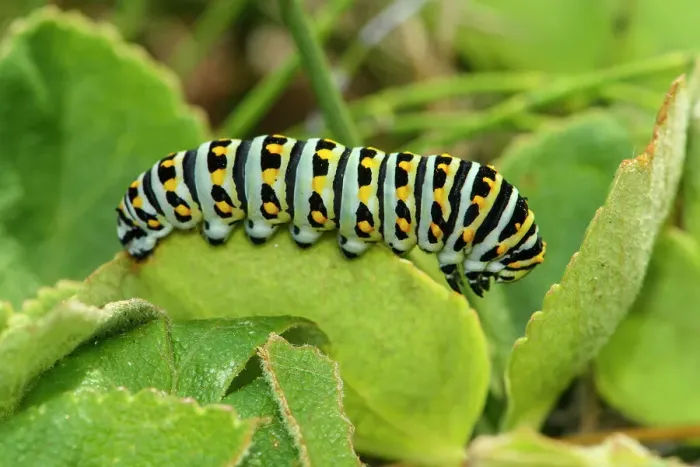Framed Print : Oregon swallowtail (Papilio oregonius) caterpillar, Bandon, Oregon, USA Framed Print : Oregon swallowtail (Papilio oregonius) caterpillar, Bandon, Oregon, USA